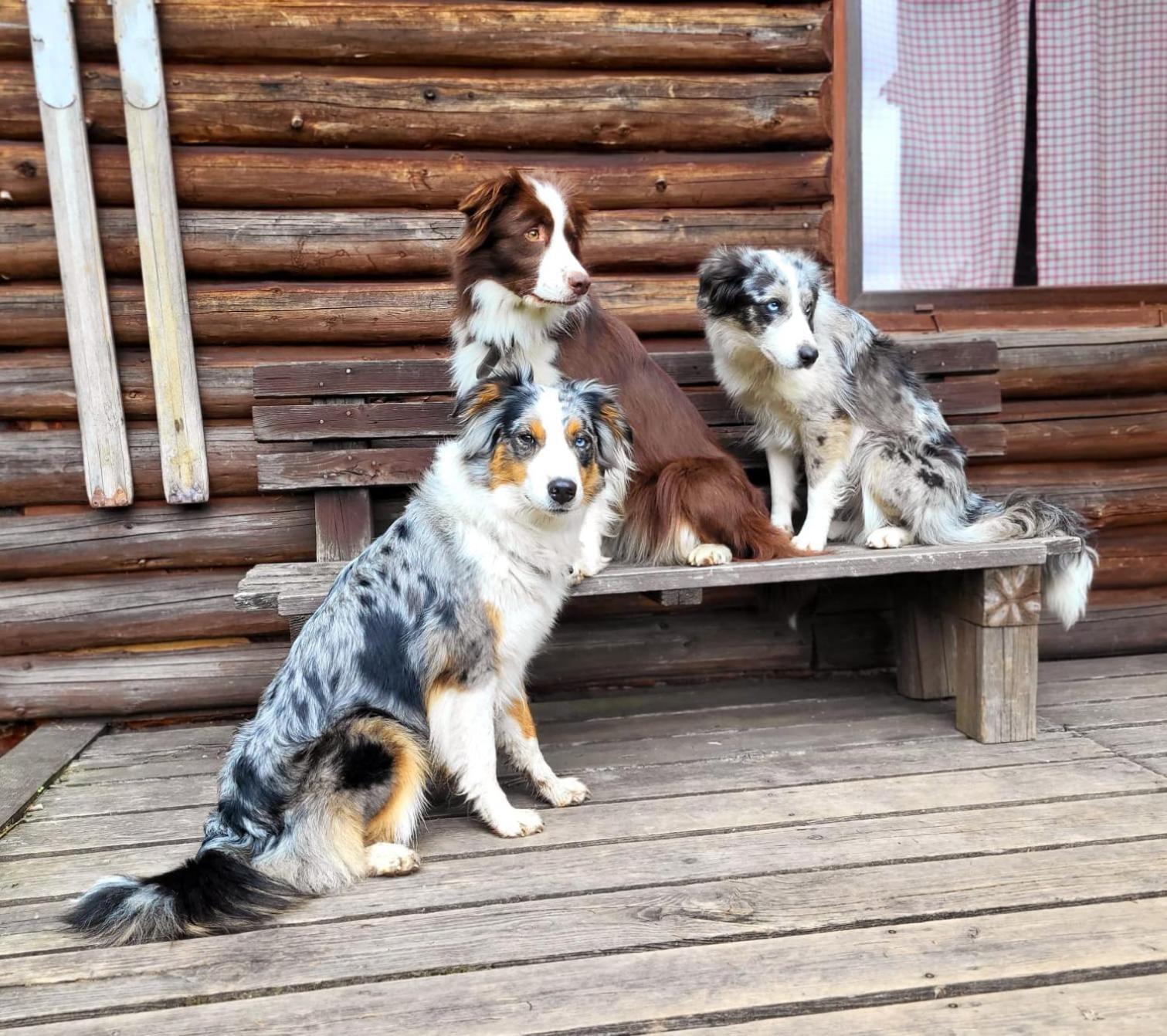 Chalet Srub Na Svahu Sjezdovky V Radvanicich